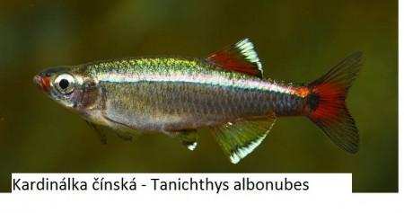 Kardinálka čínská 