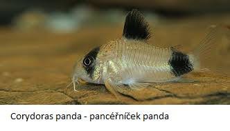 Panceřníček panda