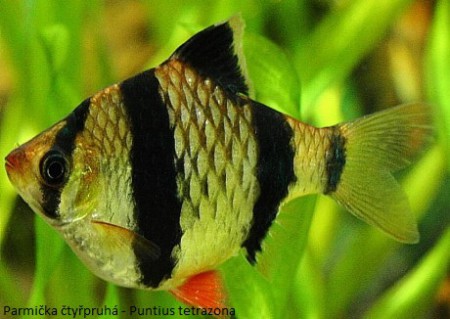 Parmička čtyřpruhá