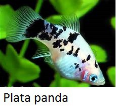 Plata panda
