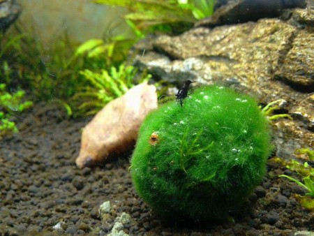 Marimo - Mechová koule