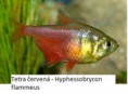 Tetra červená