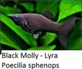 Black molly