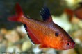 Tetra krvavá